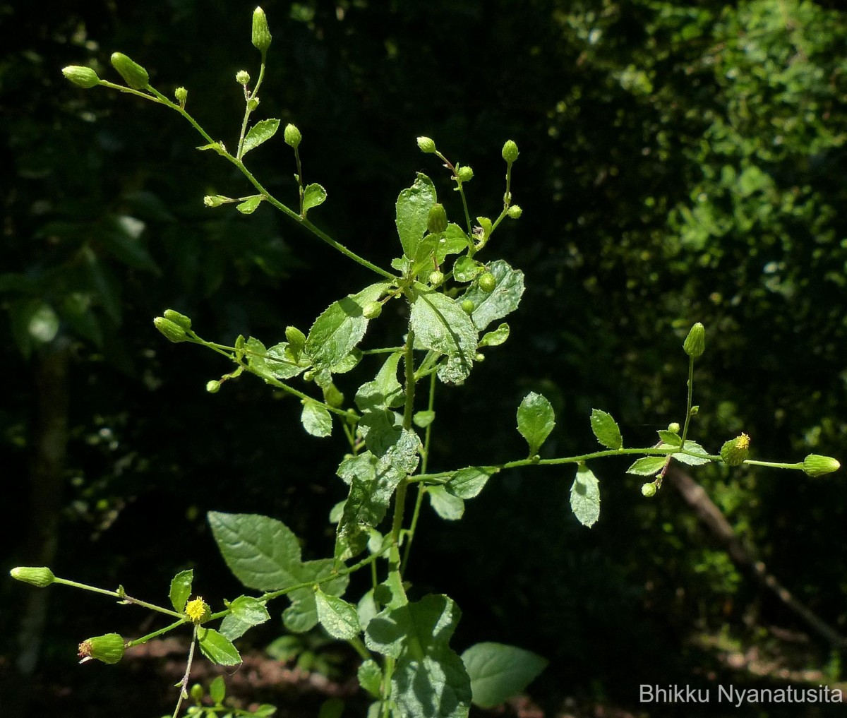 Pluchea paniculata (Willd.) Karthik. & Moorthy